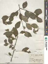 Ilex verticillata image