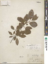 Ilex verticillata image