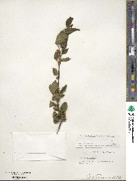 Ilex verticillata image