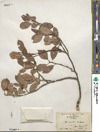 Ilex verticillata image