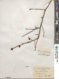 Ilex verticillata image