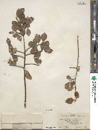 Ilex verticillata image