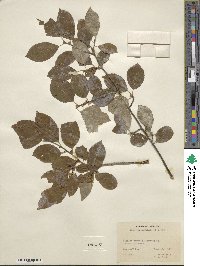 Ilex verticillata image