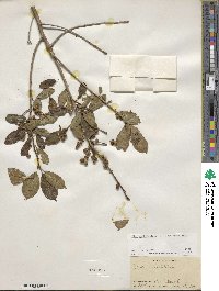 Ilex verticillata image