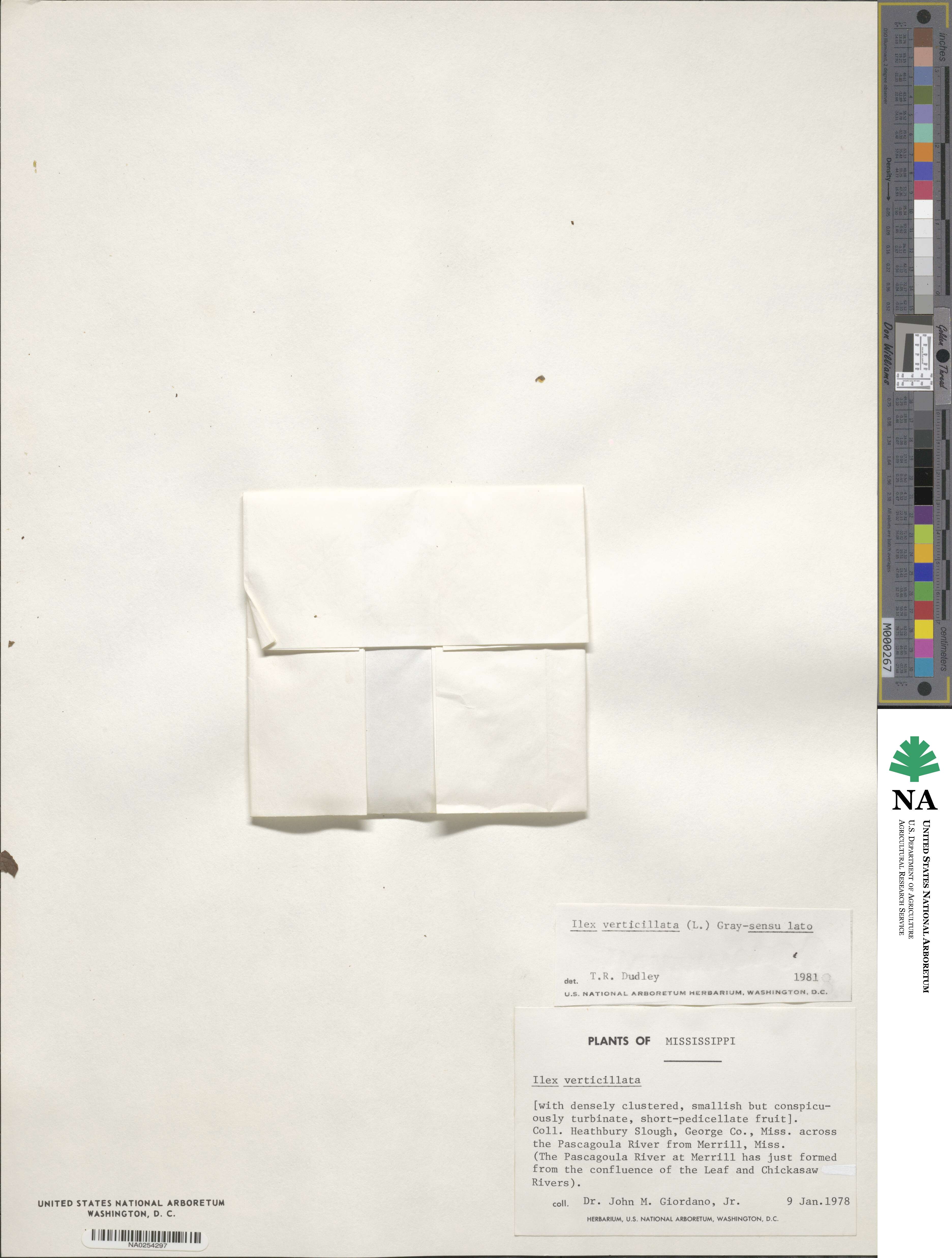 Ilex verticillata image
