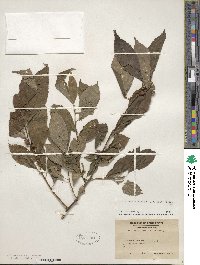 Ilex verticillata image