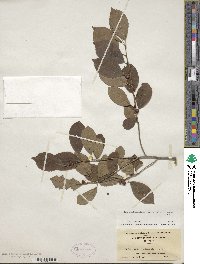 Ilex verticillata image
