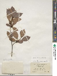 Ilex verticillata image