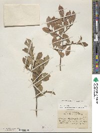 Ilex verticillata image