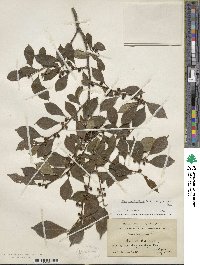 Ilex verticillata image