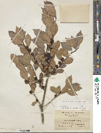 Ilex verticillata image