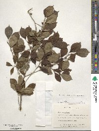 Ilex verticillata image