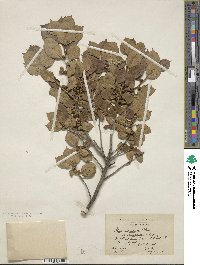 Ilex verticillata image