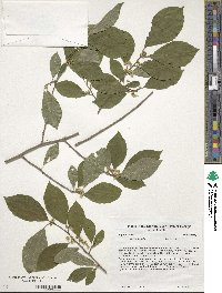 Ilex verticillata image