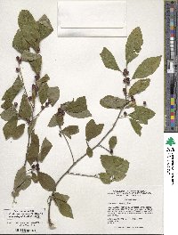 Ilex verticillata image