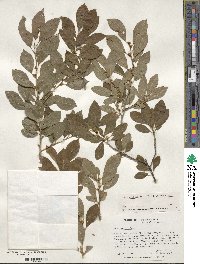 Ilex verticillata image