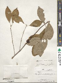 Ilex verticillata image