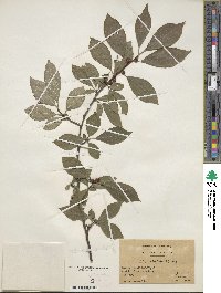 Ilex verticillata image