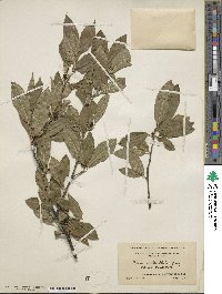 Ilex verticillata image