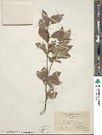Ilex verticillata image
