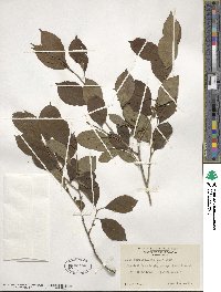 Ilex verticillata image