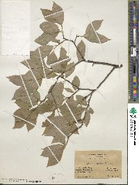 Ilex verticillata image