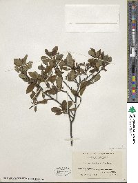 Ilex verticillata image