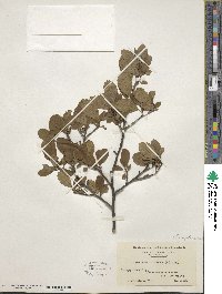 Ilex verticillata image