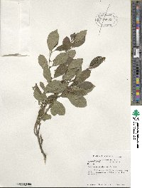 Ilex verticillata image