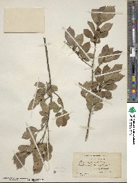 Ilex verticillata image