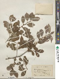 Ilex verticillata image