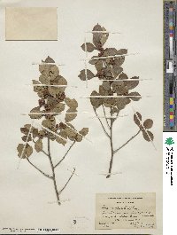 Ilex verticillata image