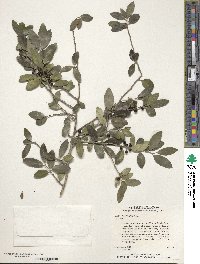 Ilex vomitoria image