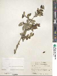 Ilex vomitoria image