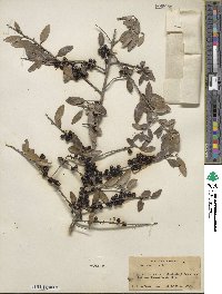 Ilex vomitoria image