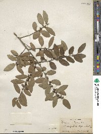 Ilex vomitoria image