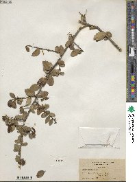 Ilex vomitoria image