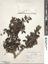 Ilex vomitoria image