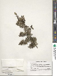 Ilex vomitoria image