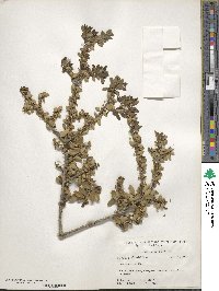 Ilex vomitoria image