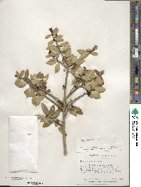 Ilex vomitoria image