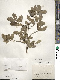 Ilex vomitoria image