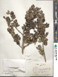 Ilex vomitoria image