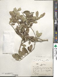 Ilex vomitoria image