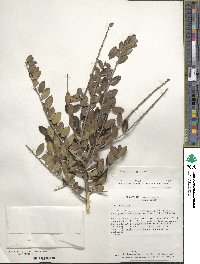 Ilex vomitoria image