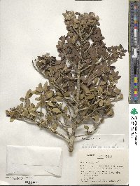 Ilex vomitoria image