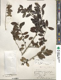 Ilex vomitoria image