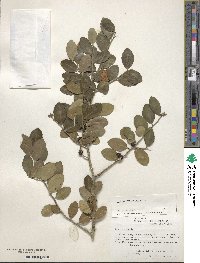 Ilex vomitoria image