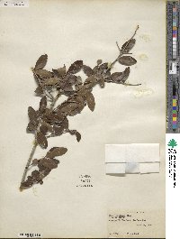 Ilex vomitoria image