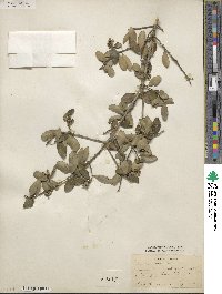 Ilex vomitoria image